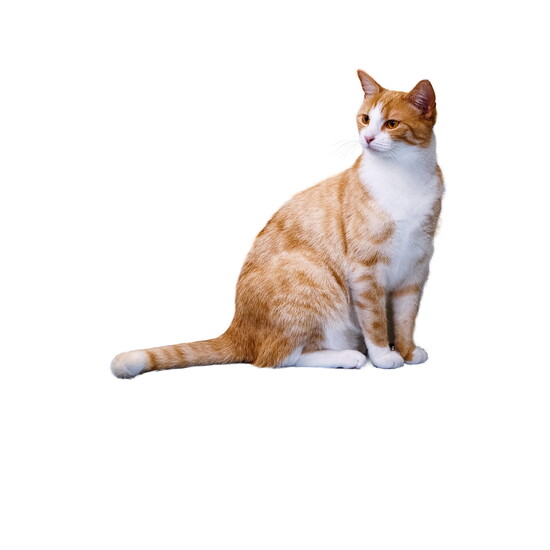 Cat World: Custom care for cats and kittens. 