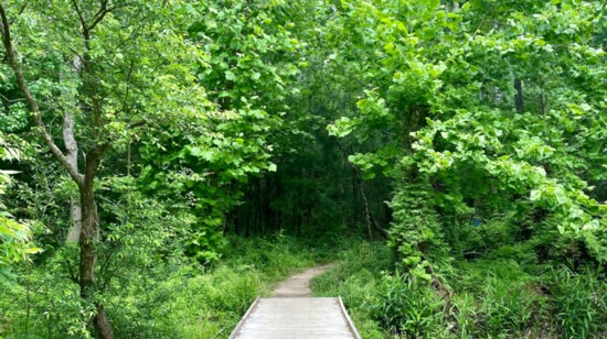 Sweetleaf Nature Trail 