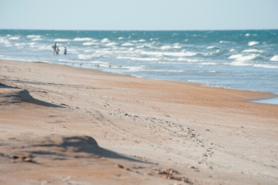 Grab some seashells at Ormond Beach