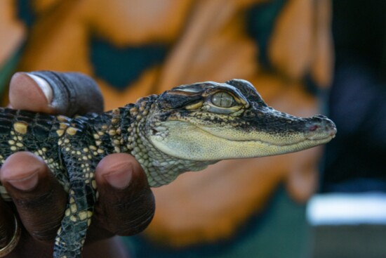 Baby Alligators galore at Daytona Aquarium and Rainforest Adventure