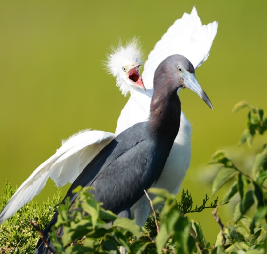 Adult and Baby Little Blue Heron
