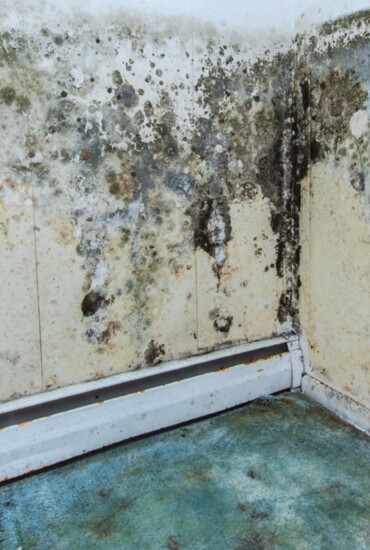 Mold is a serious problem if you have water damage. 