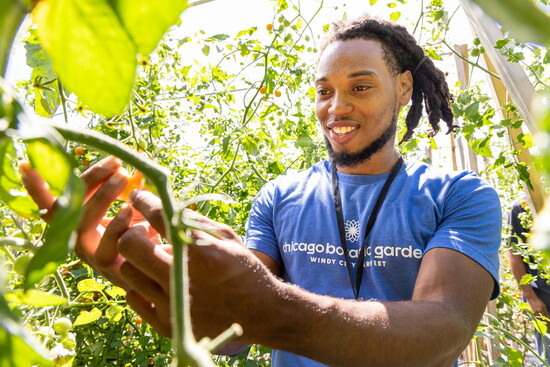 A Corps participant harvests tomatoes at Rodeo Farm in Chicago's Little Village neighborhood.