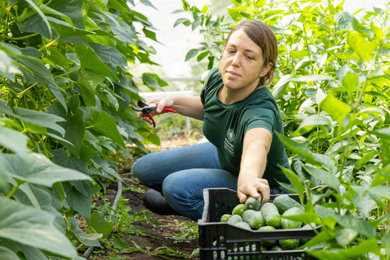 An Apprenticeship instructor demonstrates harvesting techniques at the Arturo Velasquez Institute farm on Chicago's West Side.