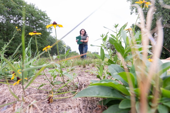 Becky Barak's lawn alternative study at the Chicago Botanic Garden's Negaunee Institute.