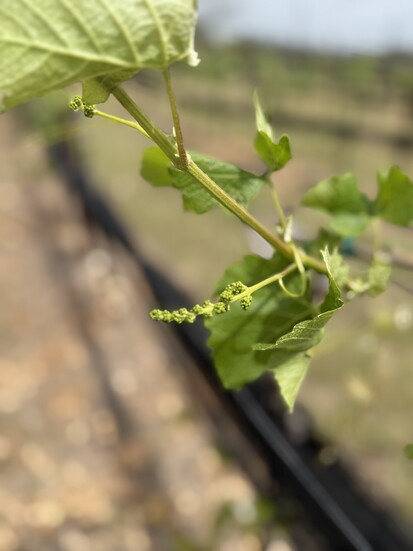 Grape flower cluster before blooming