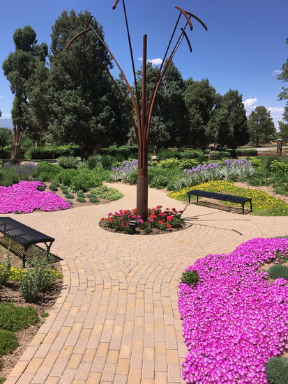 Central Stamen in Marion's garden surrounded by Ice Plant