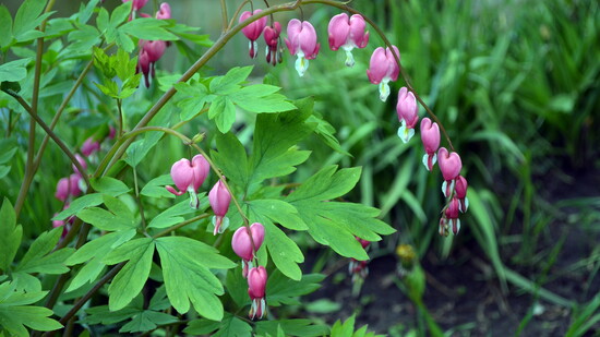 Bleeding Hearts