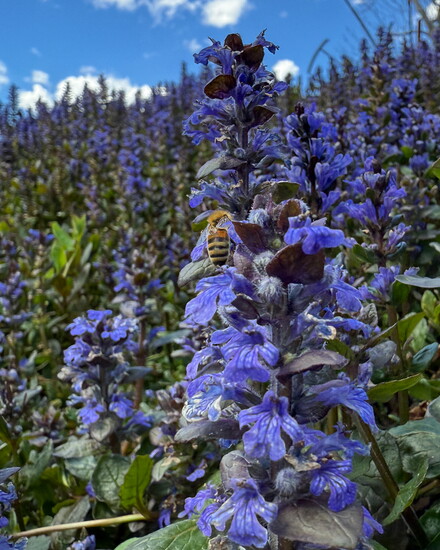 Ajuga