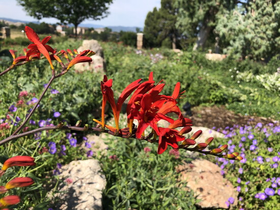 Lucifer's Flower