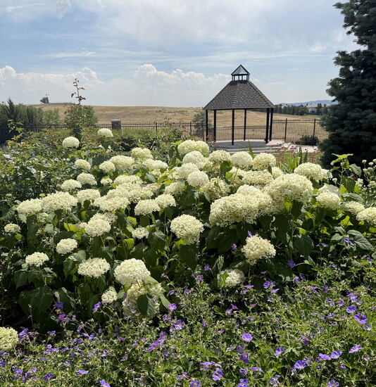 Hydrangeas