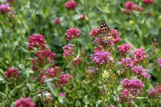 A pollinator visits the gardens