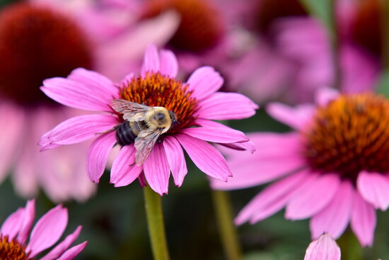 A pollinator visits the gardens