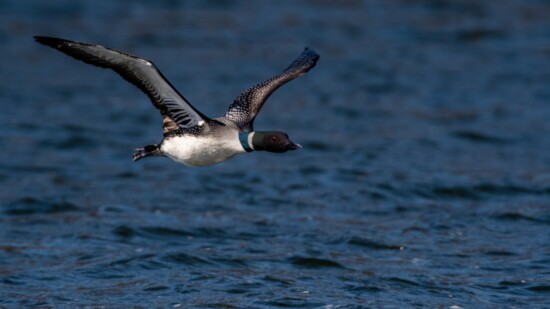 Michigan Common Loon