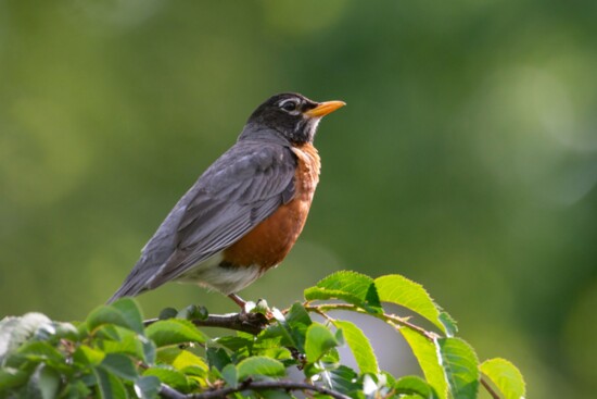 American Robin 