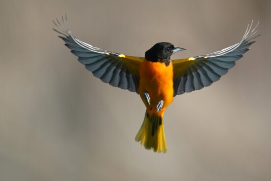 Baltimore Oriole