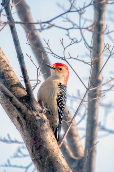 Red Bellied Woodpecker