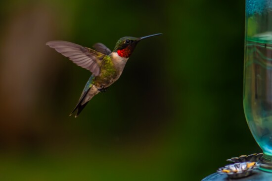 Ruby Throated Hummingbird 