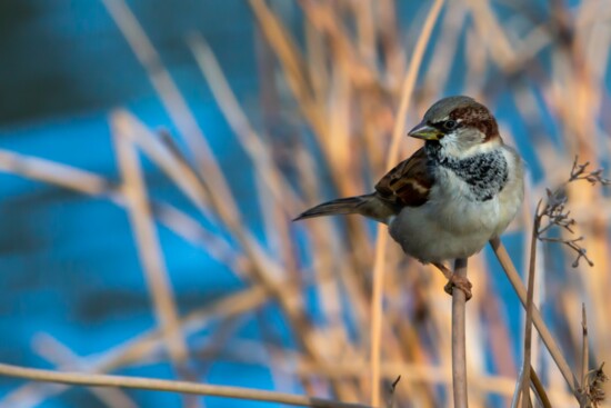 Endangered Small Urban Sparrow 