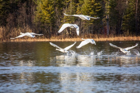 Trumpeter Swans, AuSable River 