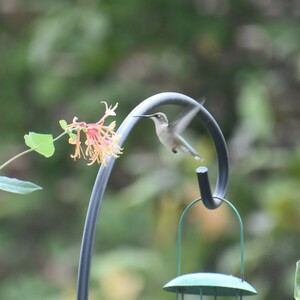 hummingbird-300?v=1
