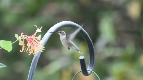 hummingbird-550?v=1