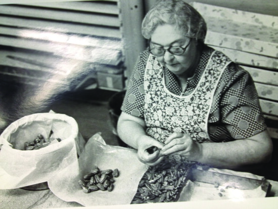 Historic choosing pecans 1947