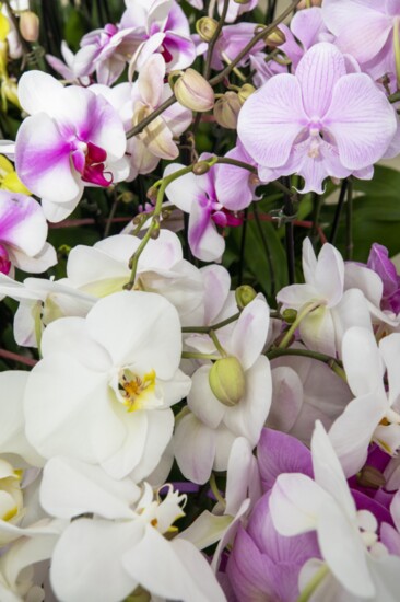 The love of orchids.