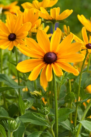 Indian Summer Black-Eyed Susan, Rudbeckia