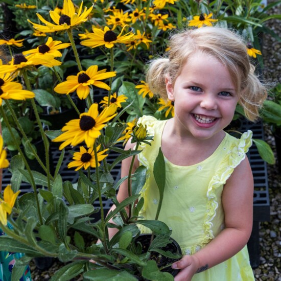 Indian Summer Black-Eyed Susan, Rudbeckia