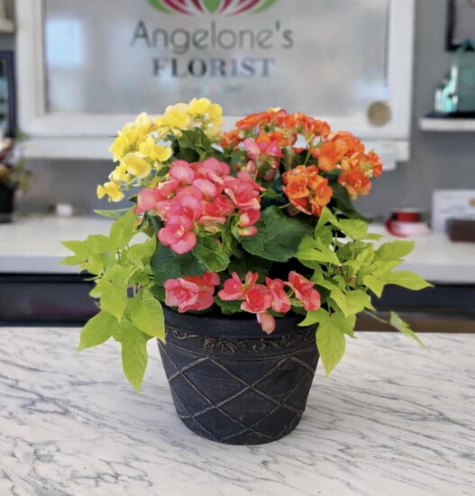 Blooming Begonia Planter