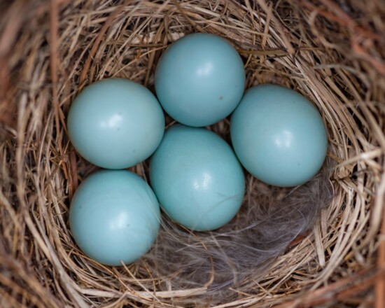 Bluebird nests usually contain between three and five eggs. 