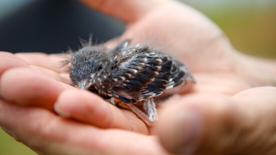 This Baby Bluebird is about two weeks old and will be fledging any day now. 