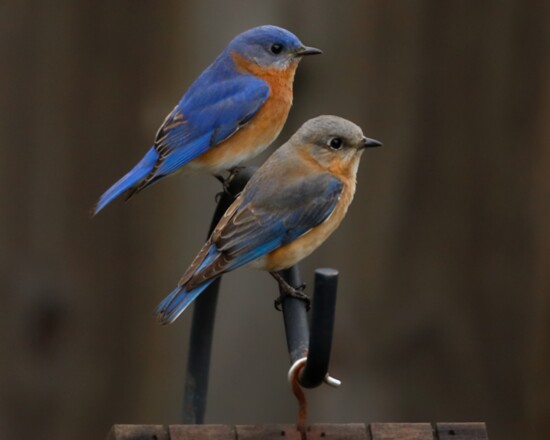 Mama and Daddy Bluebird work together to stand guard and feed their babies.