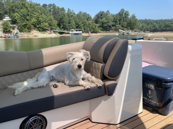 Lots of Smith Lake residents and visitors take their furry friends out on the water as well. 