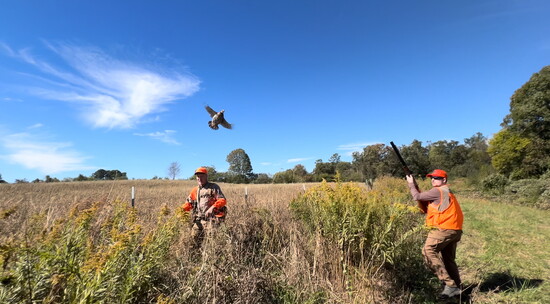 Rick Earwood and Michael McWhorter flush a quail.