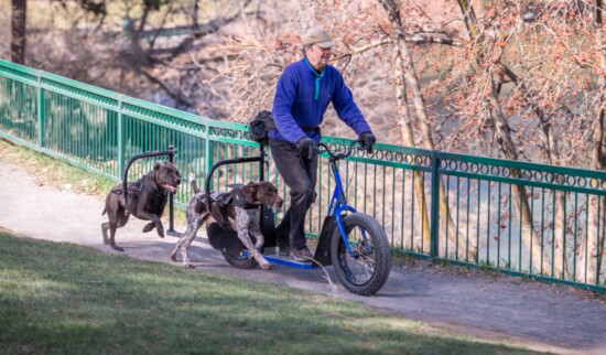 The scooter design is customized for rider and dogs to ensure safety for all.