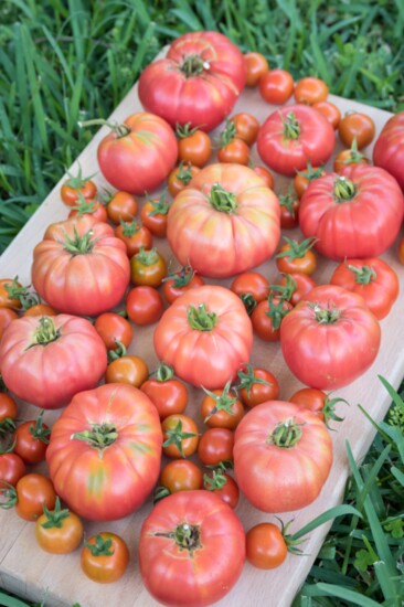 Emily's cherry and heirloom brandywine tomatoes. Her signature dish: baked cherry tomatoes stuffed with grass-fed beef, fresh mozzarella and homegrown herbs.   