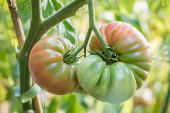 Heirloom brandywines about to ripen on the vine.