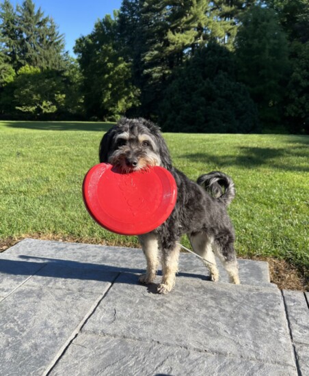 Rufus, devoted guardian of the Mish family