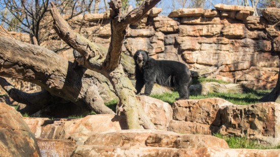 Nashville Zoo