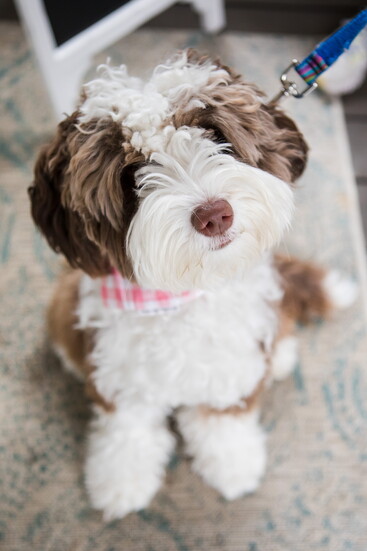 Chamblee residents love Back Porch Coffee events. Even cute fur babies!