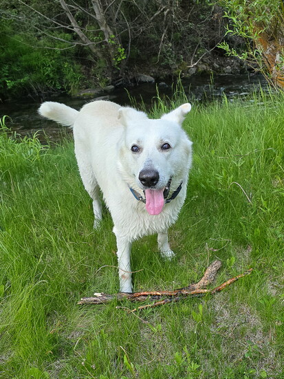 Max enjoying the great outdoors