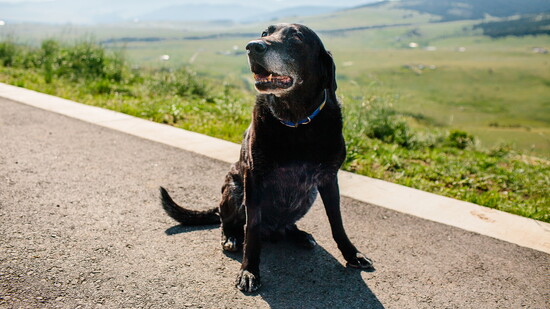 Moose enjoying the view