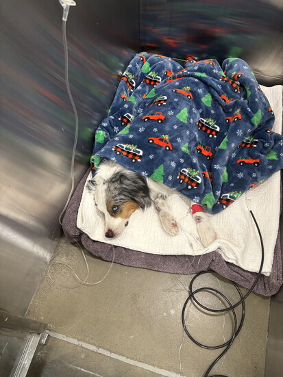 Zazu resting while being treated at BVS