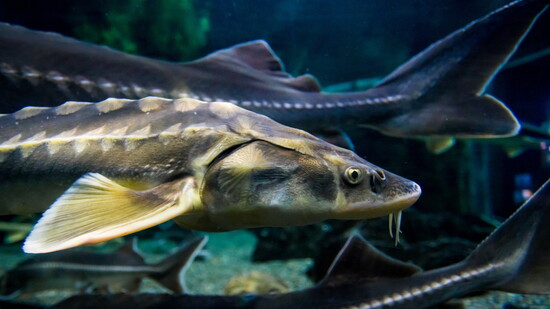 sturgeon