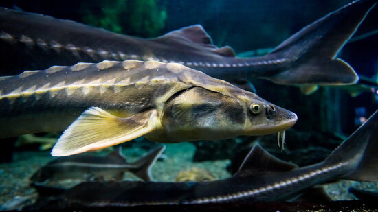 sturgeon