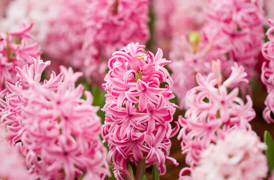 Hyacinth flowers. 
