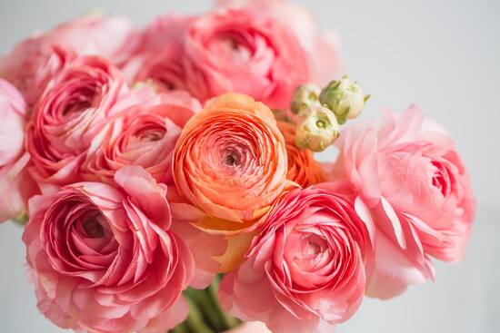 A bouquet of ranunculus. 