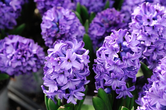 Hyacinth flowers.
